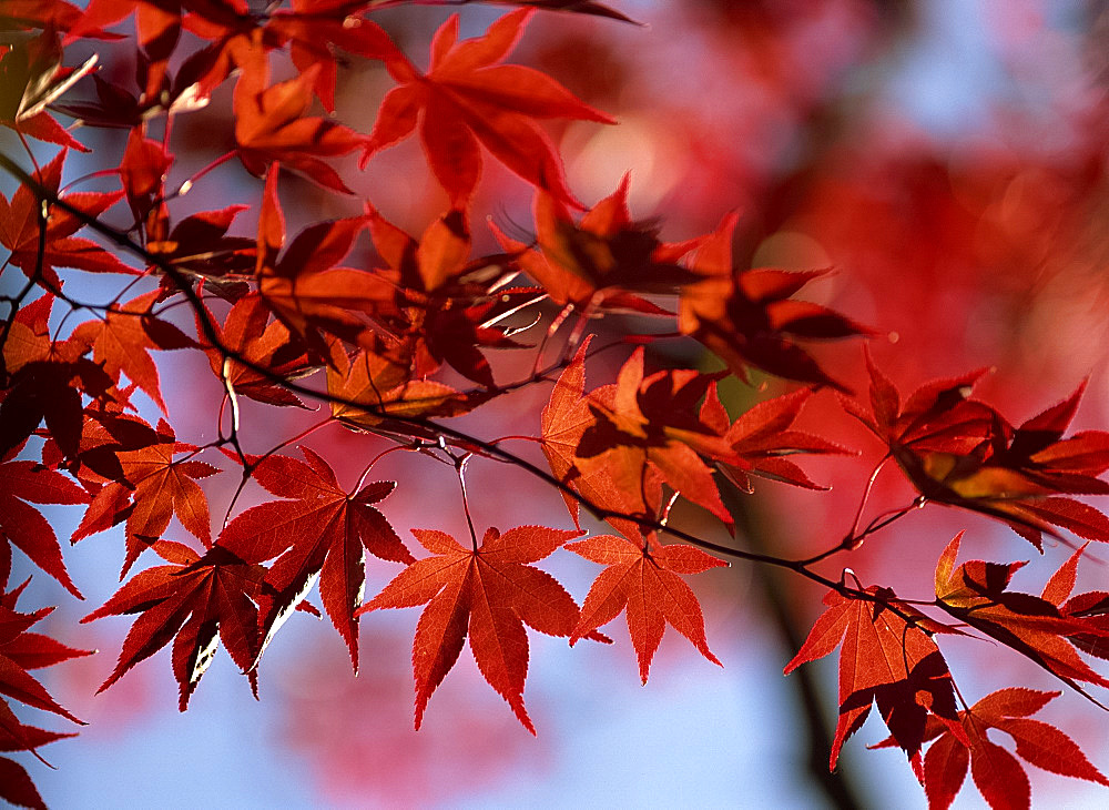 Autumn leaves, taken in October, acer palmatum