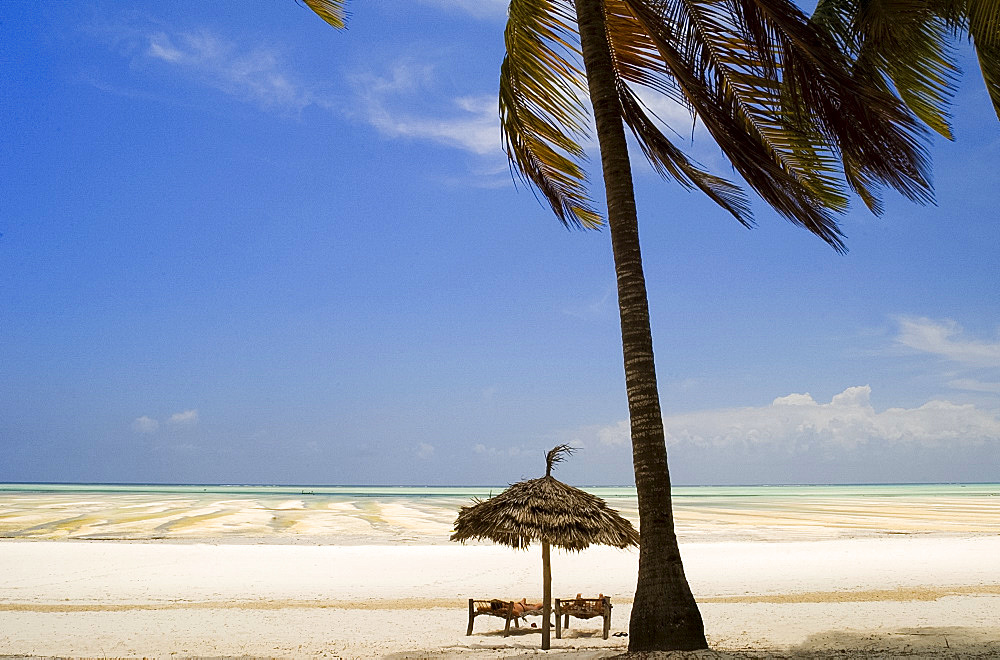 Palm trees and thatched umbrellas on the beach at Paje, Zanzibar, Tanzania, East Africa, Africa