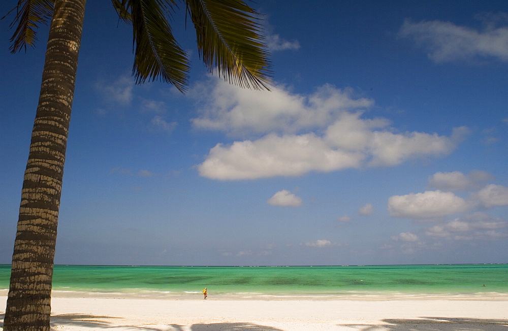 A palm tree over the beach at Paje, Zanzibar, Tanzania, East Africa, Africa