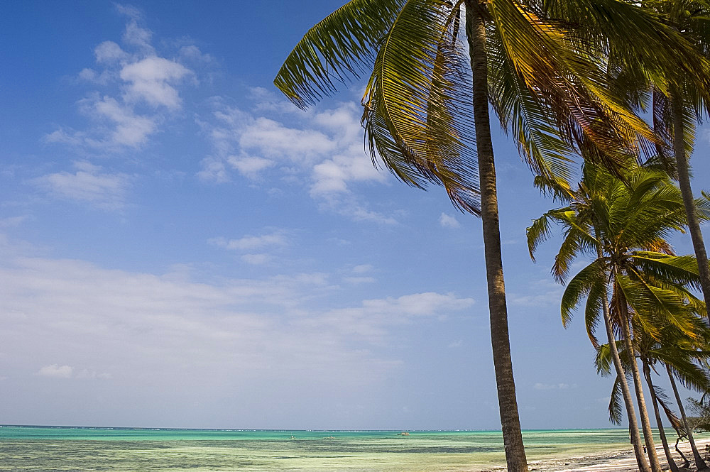 Palms above the sea at Pingwe, Zanzibar, Tanzania, East Africa, Africa