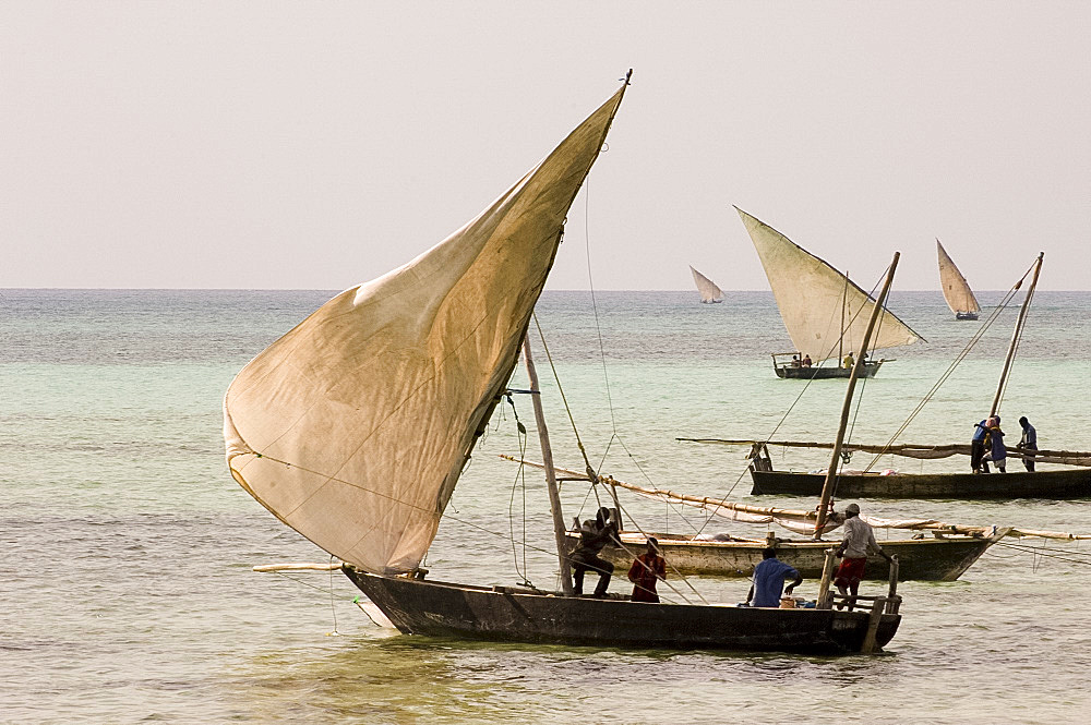 Fishing dhows setting sail in the afternoon from Nungwi, Zanzibar, Tanzania, East Africa, Africa