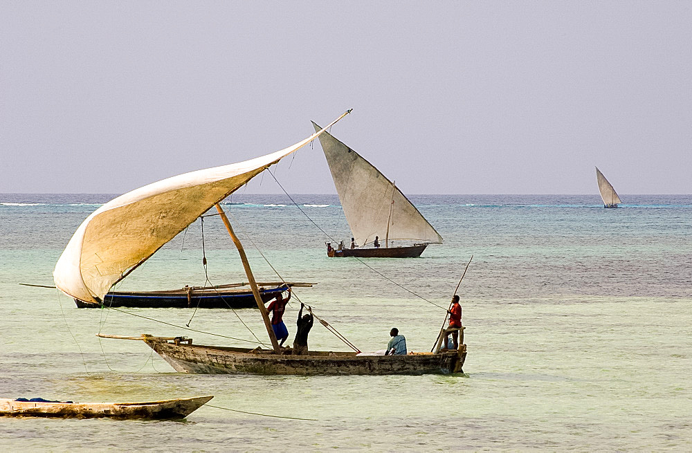 Fishing dhows setting sail in the afternoon from Nungwi, Zanzibar, Tanzania, East Africa, Africa