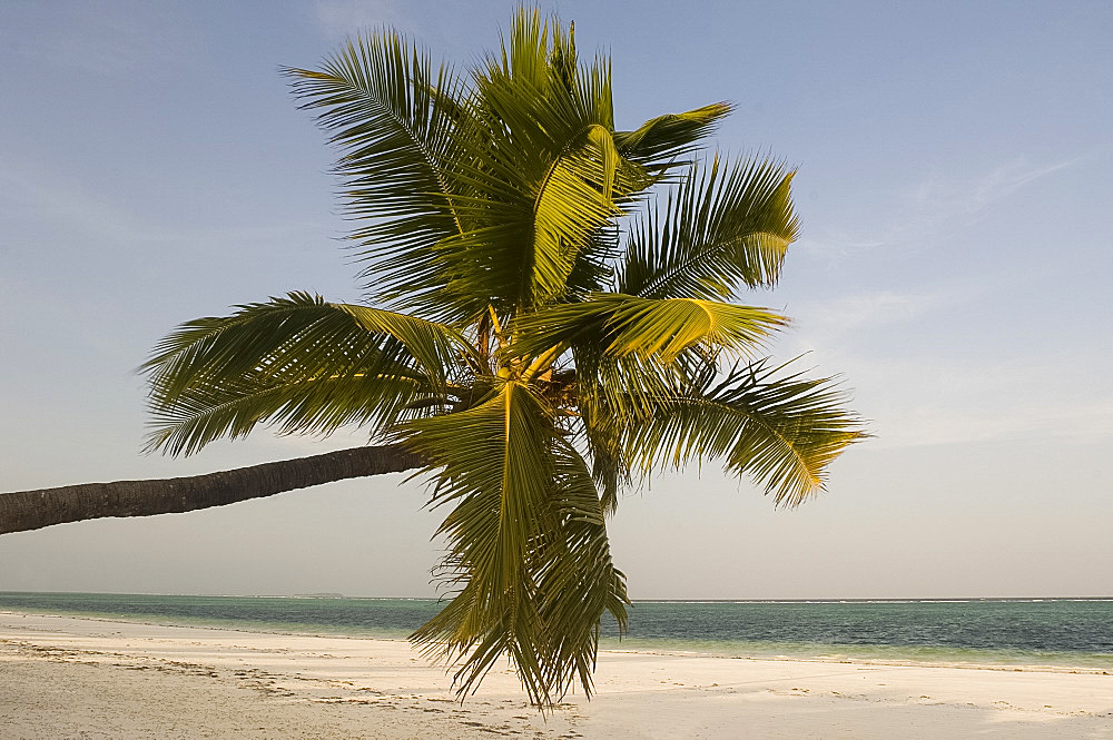 A palm tree leaning out over Matemwe beach, Zanzibar, Tanzania, East Africa, Africa