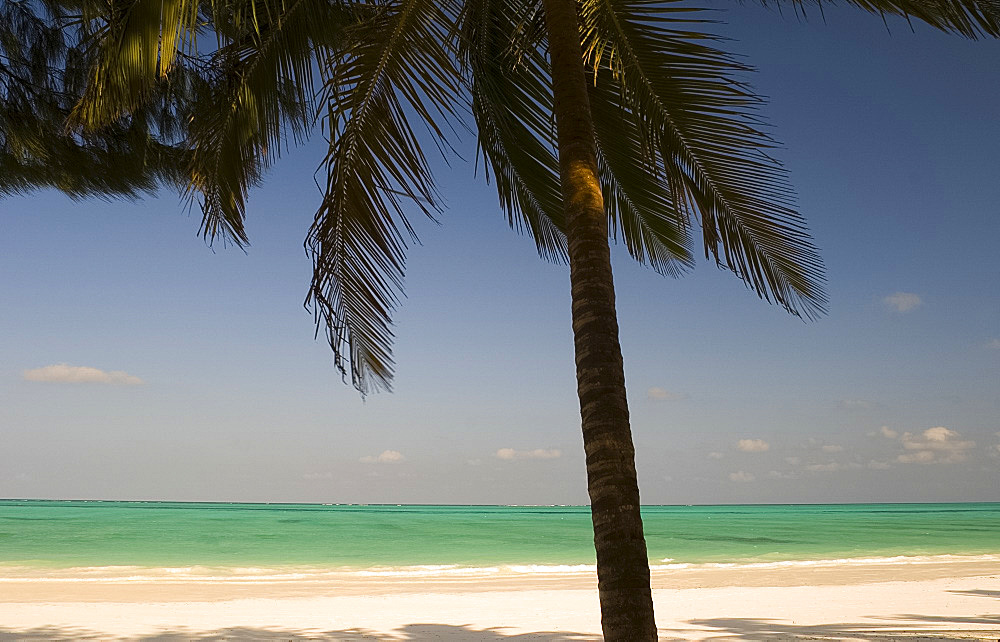 A palm tree over a white sand beach and emerald sea, Paje, Zanzibar, Tanzania, East Africa, Africa