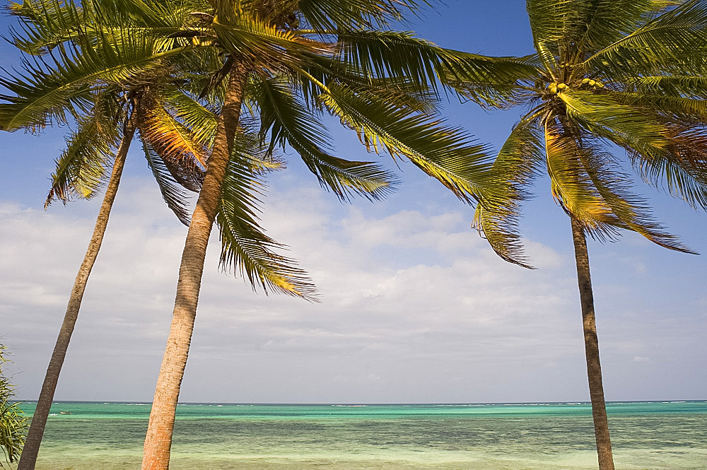 Palm trees above emerald sea, Pingwe, Zanzibar, Tanzania, East Africa, Africa