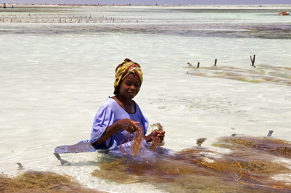 A woman in a colourful dress and headscarf sitting in the sea harvesting seaweed, Paje, Zanzibar, Tanzania, East Africa, Africa