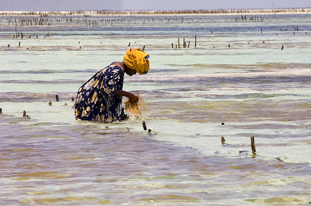 A woman harvesting seaweed at one of the underwater farms, Paje, Zanzibar, Tanzania, East Africa, Africa