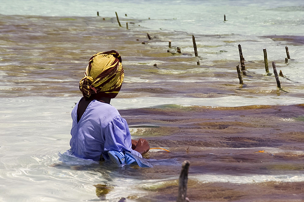 A woman in a colourful dress and headscarf sitting in the sea harvesting seaweed, Paje, Zanzibar, Tanzania, East Africa, Africa