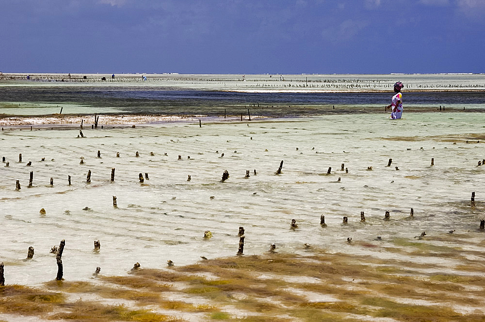 Seaweed farms in the sea at low tide, Paje, Zanzibar, Tanzania, East Africa, Africa