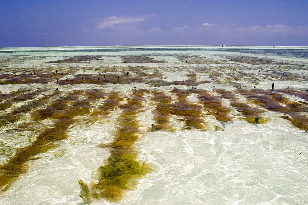 Seaweed farms in the sea at low tide, Paje, Zanzibar, Tanzania, East Africa, Africa