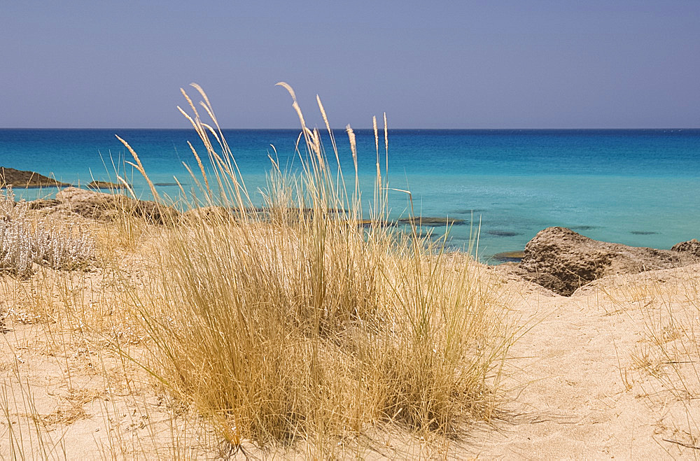 Beach grass growing in sand dunes along the beach at Phalassarna (Falassarna) on the western coast of Crete, Greek Islands, Greece, Europe