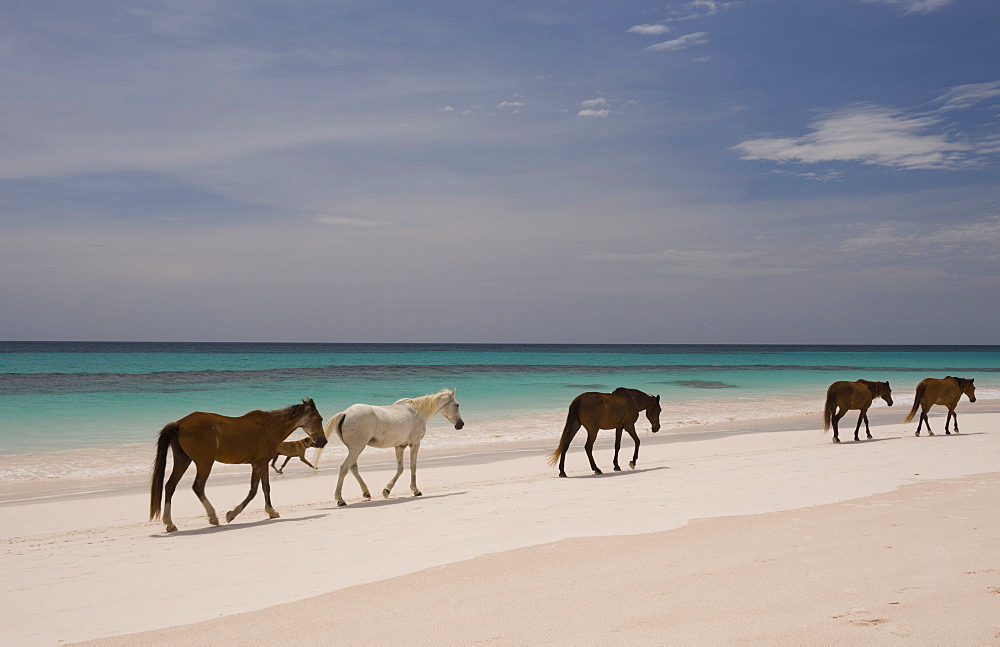 Horses walking on Pink Sands Beach, Harbour Island, The Bahamas, West Indies, Central America