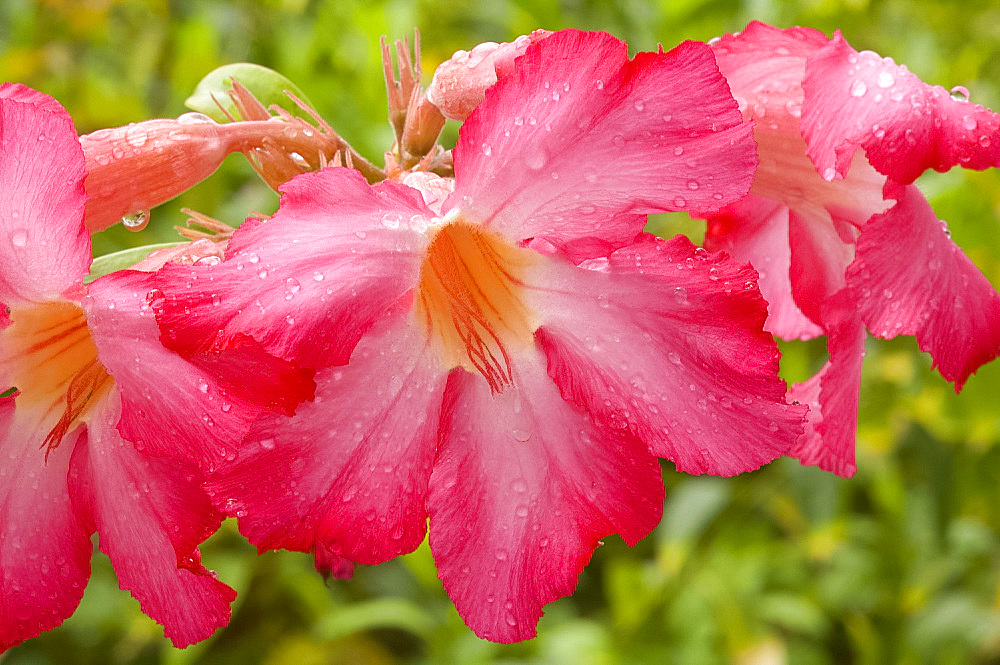 A desert rose, Harbour Island, The Bahamas, West Indies, Central America