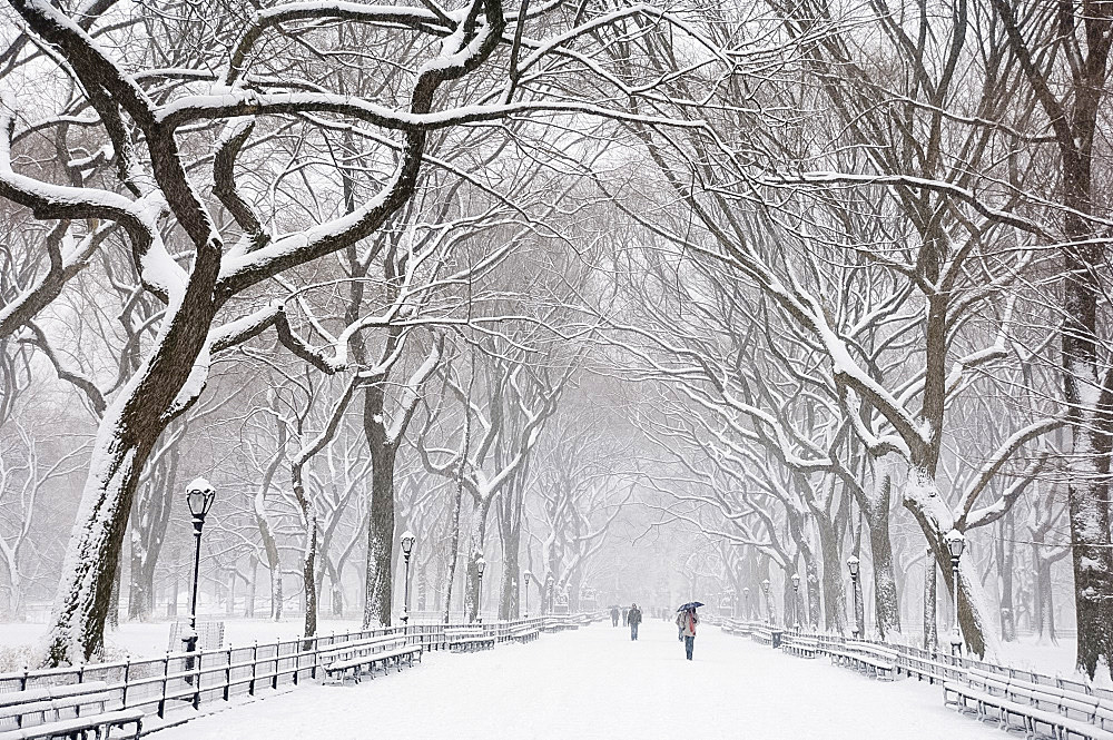 Snow covered trees and benches in Central Park, New York City, New York State, United States of America, North America