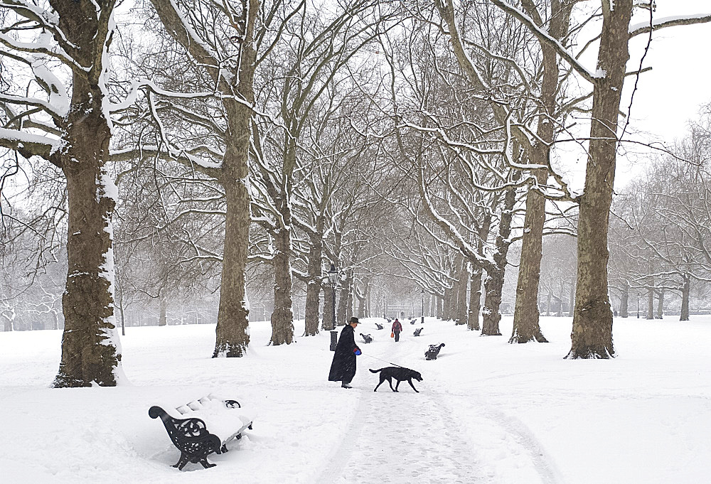 Snow covered trees in Green Park, London, England, United Kingdom, Europe