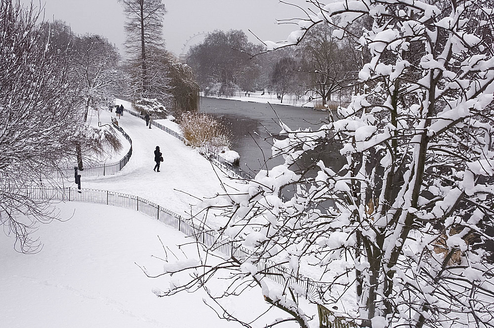 Snow covered trees during a snow storm in St. James's Park, London, England, United Kingdom, Europe