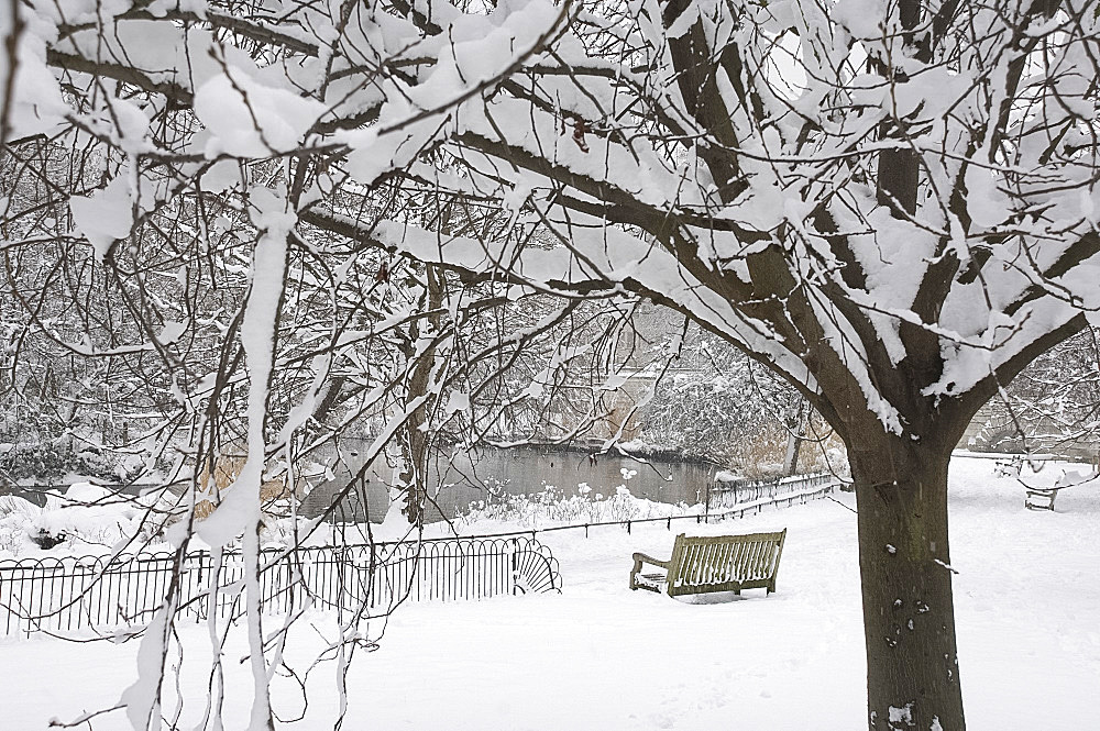 Snow covered trees during a snow storm in St. James's Park, London, England, United Kingdom, Europe