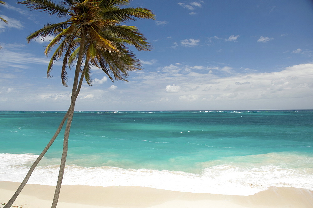 Palm trees and surf at Bottom Bay on the east coast of Barbados, Windward Islands, West Indies, Caribbean, Central America