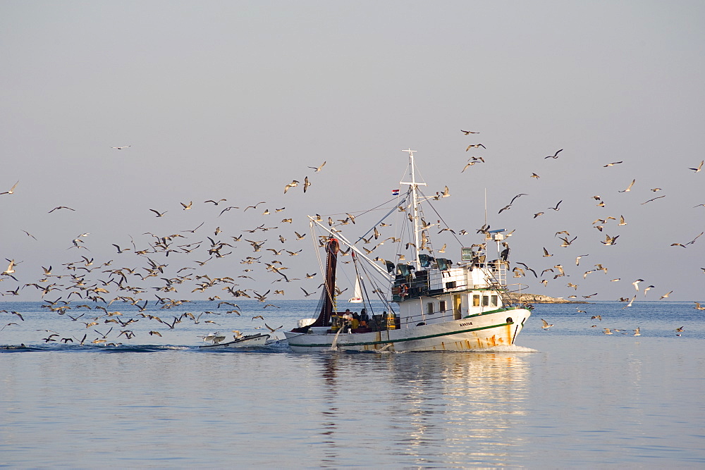 A fishing boat surrounded by sea gulls returning to Rovinj early in the morning, Adriatic, Europe