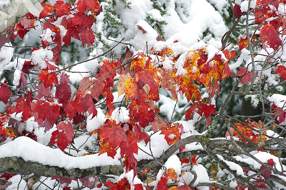 Red maples after an early snowfall in Vermont, New England, United States of America, North America