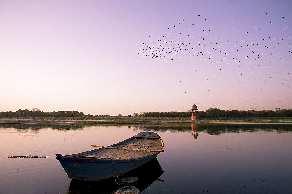 A flock of birds flying over an old boat on the Yamuna River at sunset in Agra, Uttar Pradesh, India, Asia