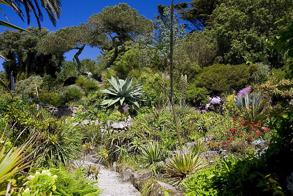 Subtropical plants including Agave Americana (cactus), The Abbey Gardens, Tresco, Isles of Scilly, United Kingdom, Europe