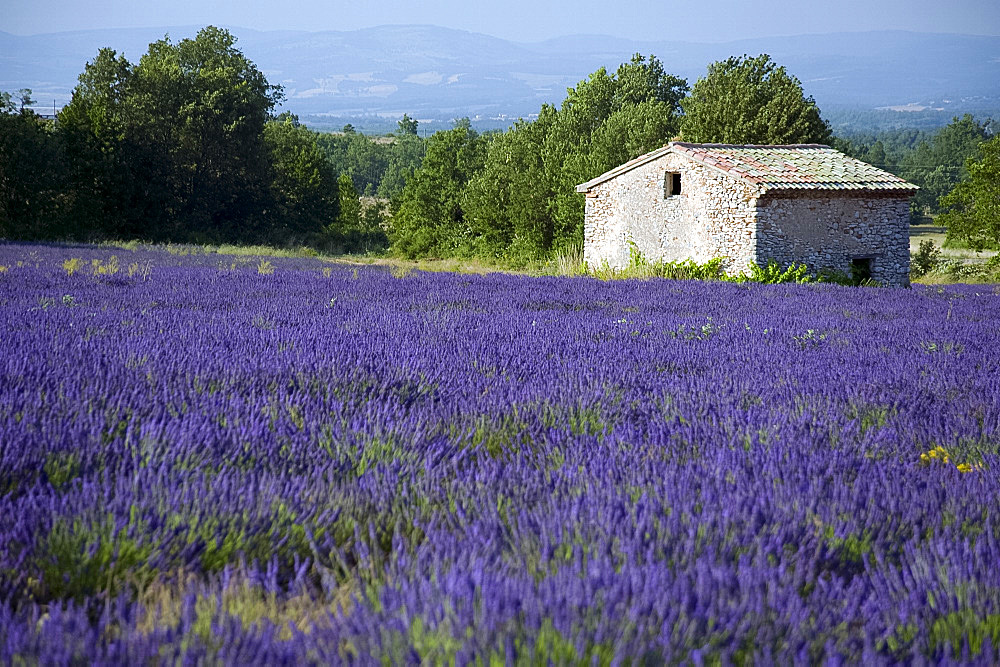 An old stone barn surrounded by a field of lavender on the Plateau d'Albion, Provence, France, Europe