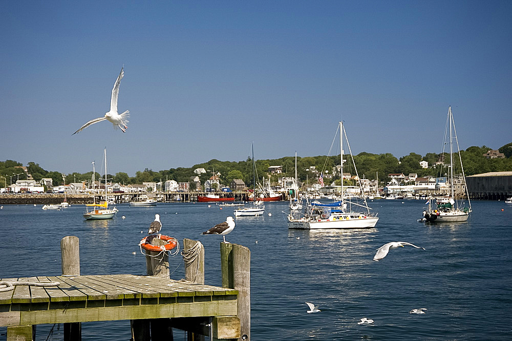 Boats and seagulls in Gloucester Harbor, Gloucester, Massachussetts, New England, United States of America, North America