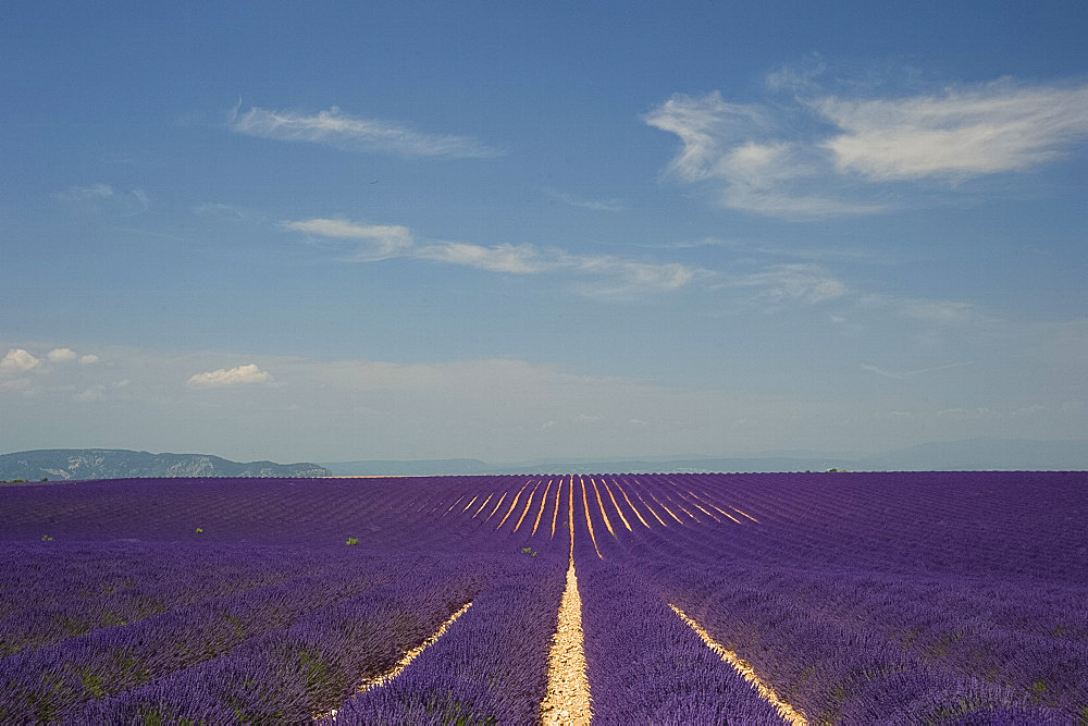 A field of lavender growing on the Valensole Plain, Valensole, Provence, France, Europe