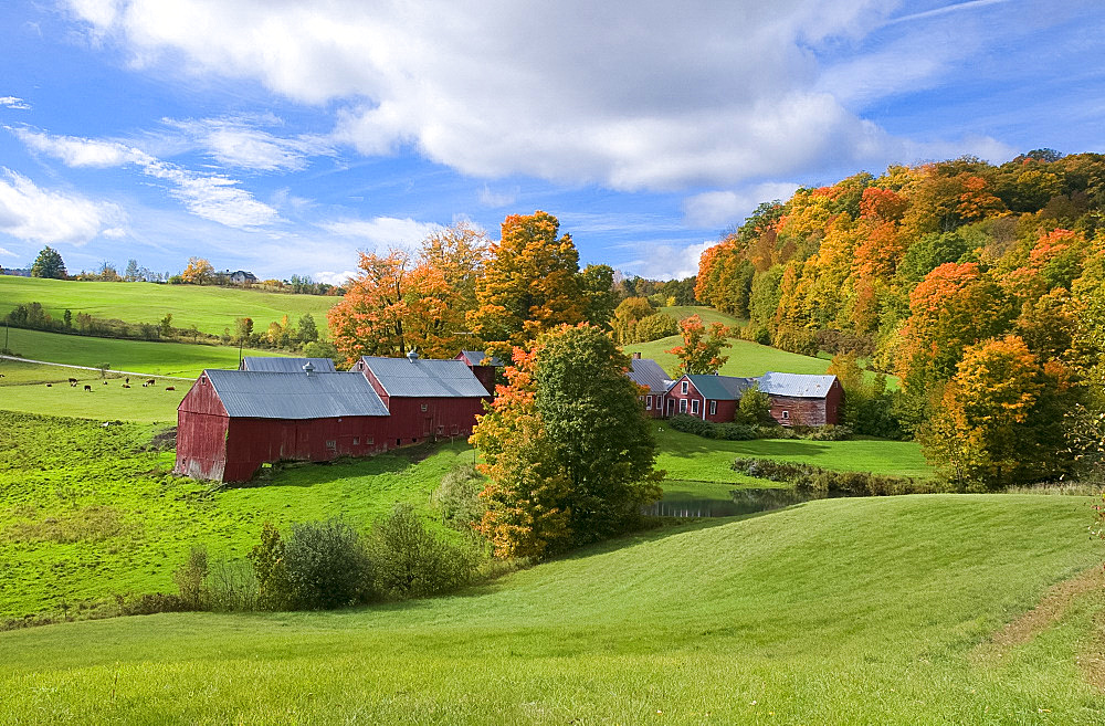 Autumn foliage surrounding red barns at Jenne Farm in South Woodstock, Vermont, New England, United States of America, North America