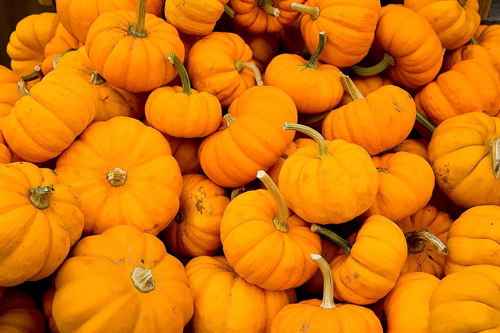 Mini pumpkins for sale at the Famers' Market in South Woodstock, Vermont, New England, United States of America, North America