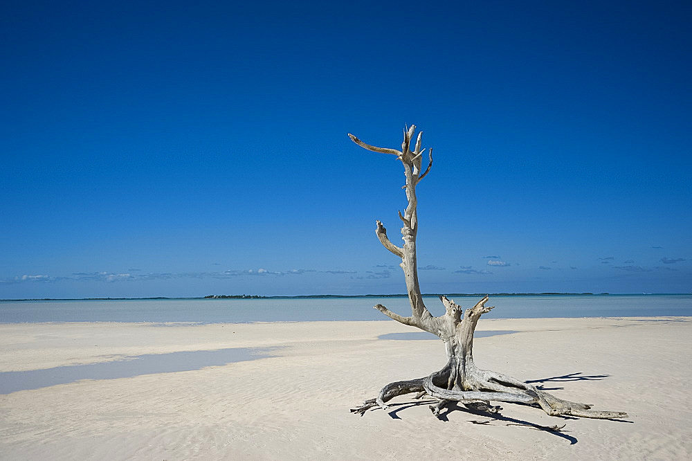 A driftwood tree in the water near Harbour Island, Eleuthera, The Bahamas, West Indies, Atlantic, Central America