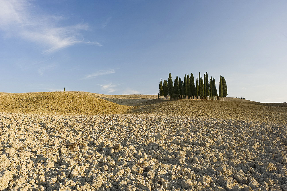 Cypress trees on a hilltop in the Val d'Orcia, UNESCO World Heritage Site, Tuscany, Italy, Europe