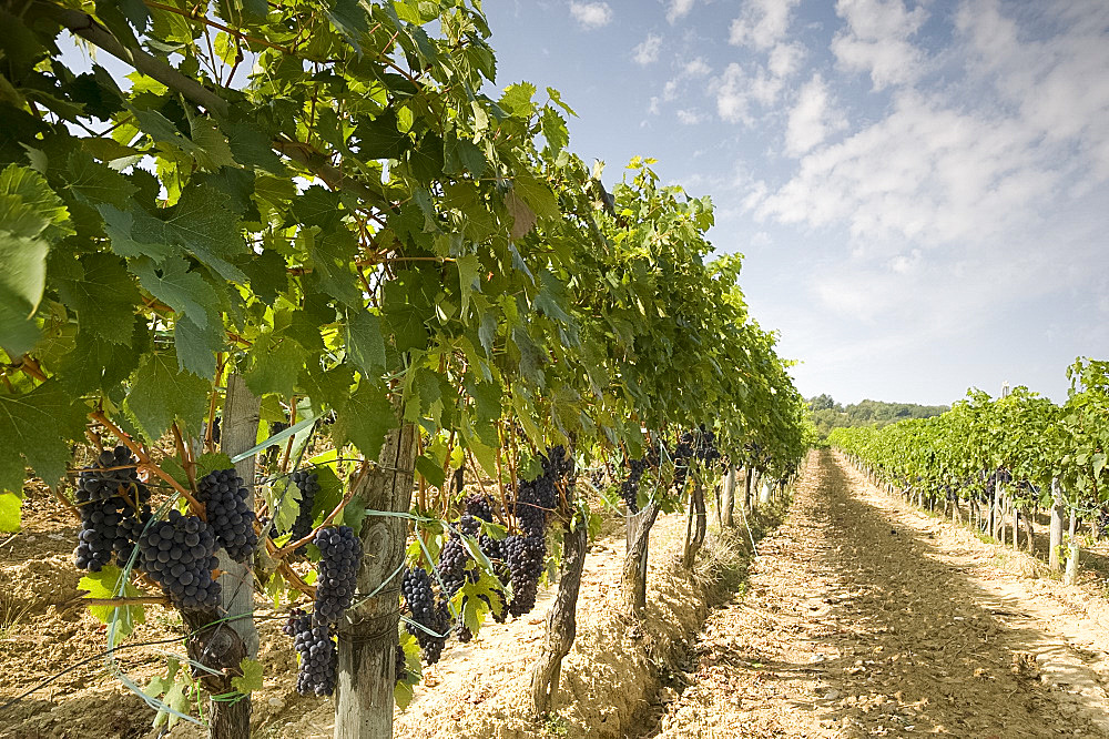 Grapes ready for the harvest near Montalcino, Tuscany, Italy, Europe