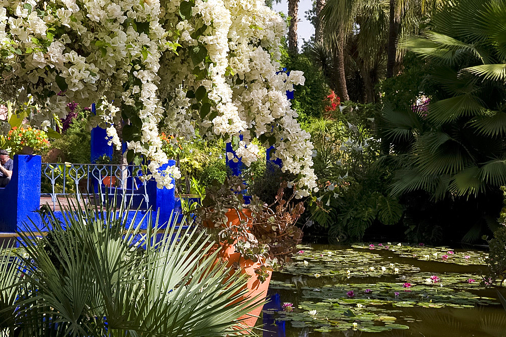 White bougainvillea cascading over an ornamental pond with water lilies at the Majorelle Garden in Marrakech, Morocco, North Africa, Africa