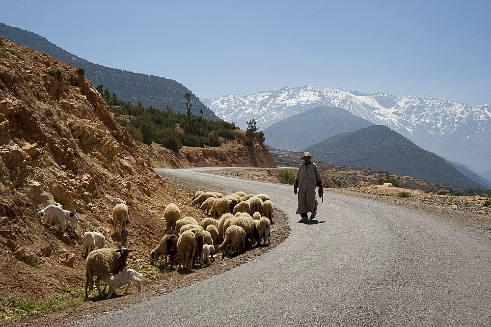 A local man herding sheep (near the town of Asni) on a road with the snow capped Atlas Mountains in the background, Morocco, North Africa, Africa