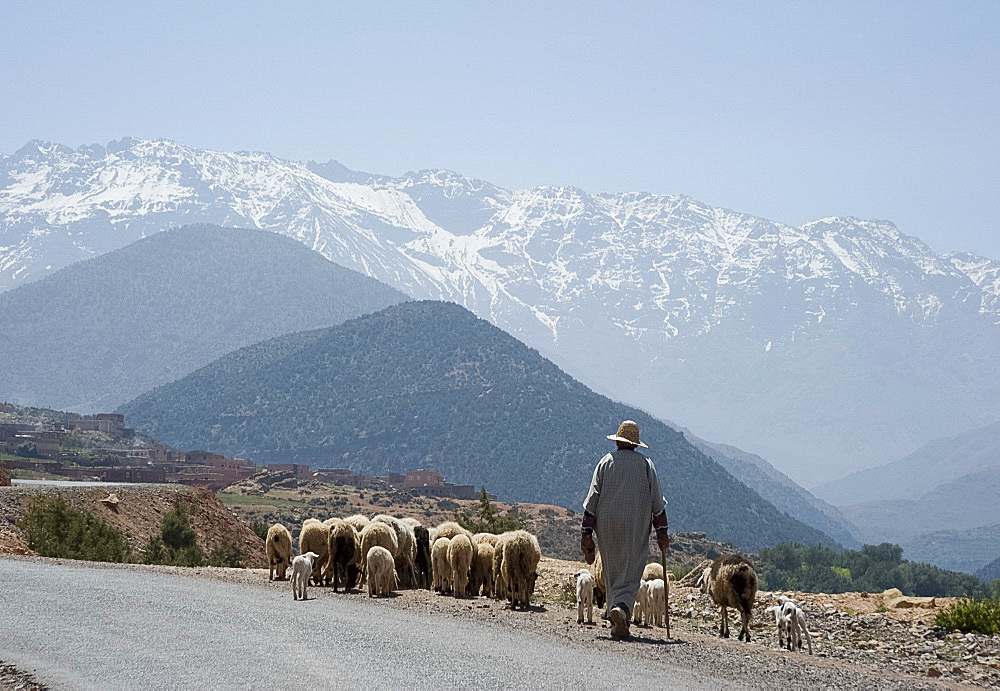 A local man herding sheep on a road (near the town of Asni) with the Atlas Mountains in the background, Morocco, North Africa, Africa