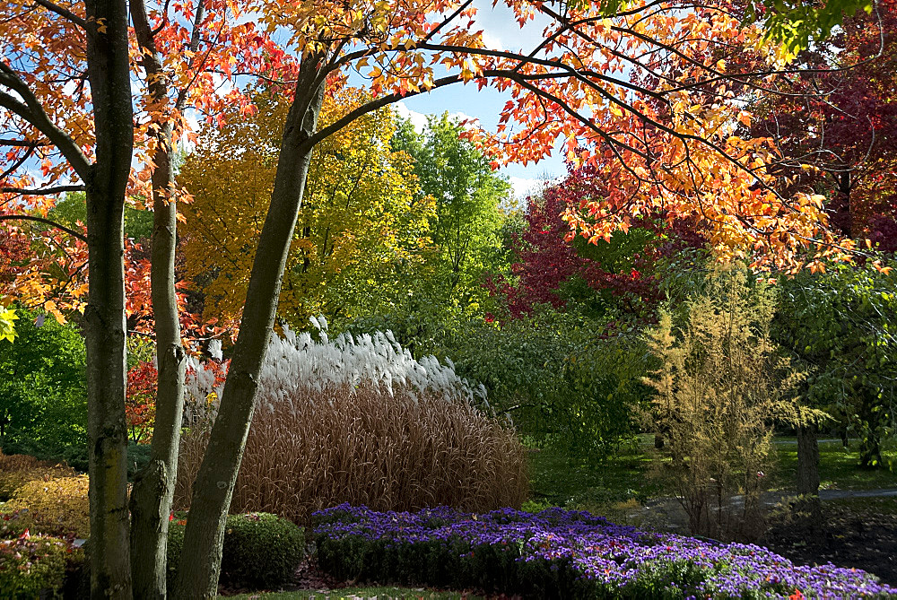 Autumn foliage in The Montreal Botanical Garden, Montreal, Quebec Province, Canada, North America