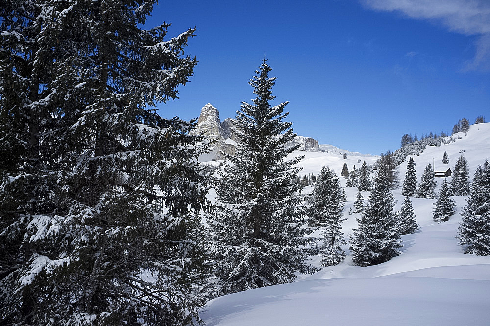 Sassongher Mountain seen through snow covered trees at the Alta Badia ski resort near Corvara, Dolomites, South Tyrol, Italy, Europe