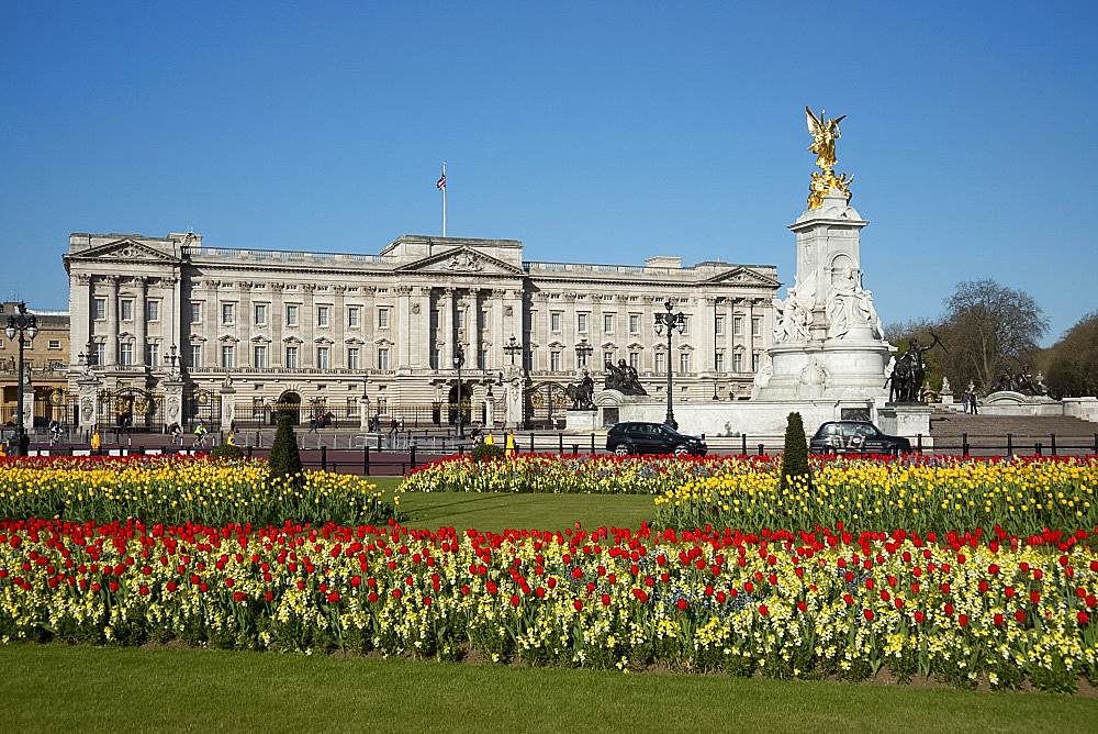 Red and yellow tulips growing in of Buckingham Palace, London, England, United Kingdom, Europe