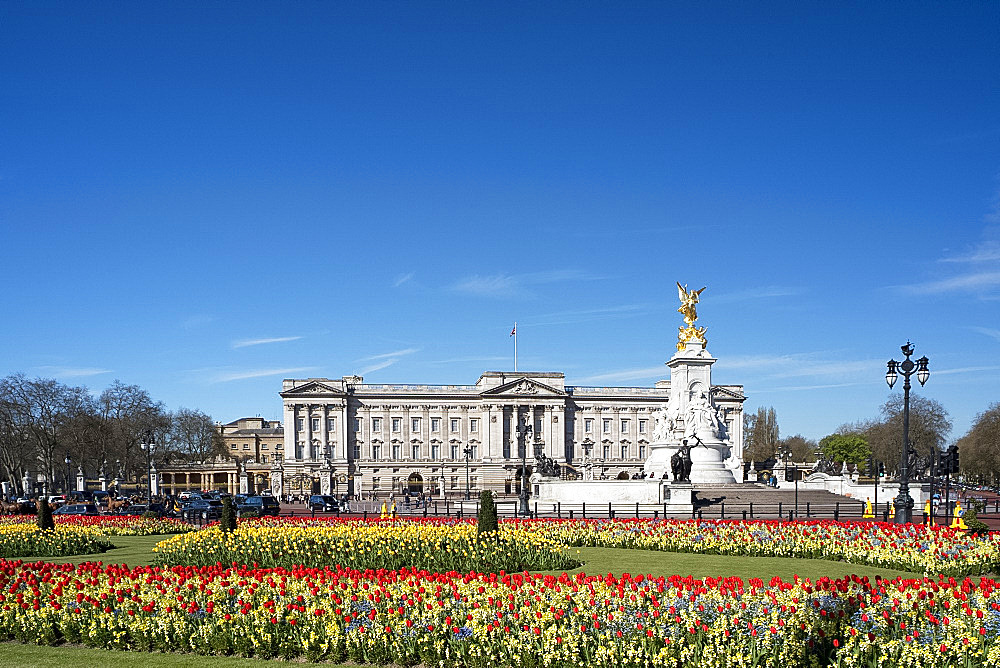 Red and yellow tulips growing in front of Buckingham Palace in April. London, England, United Kingdom, Europe