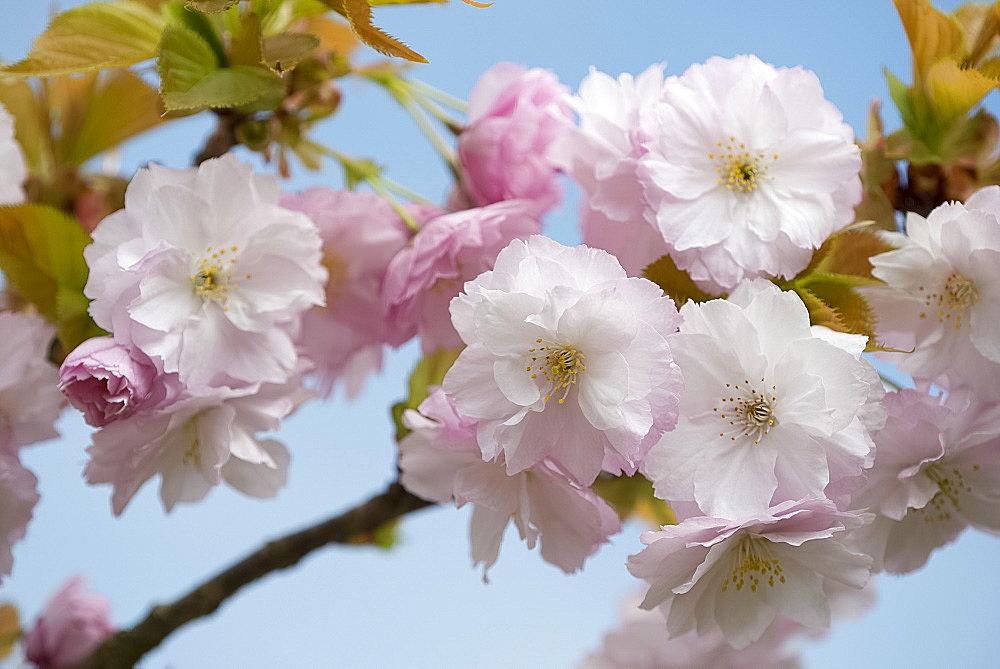 Cherry blossom (Prunus Matsumae Hanagurama) in Kew Gardens, London, England, United Kingdom, Europe