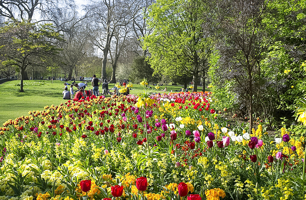 People enjoying a spring day in St. James's Park surrounded by brightly coloured tulips, London, England, United Kingdom, Europe