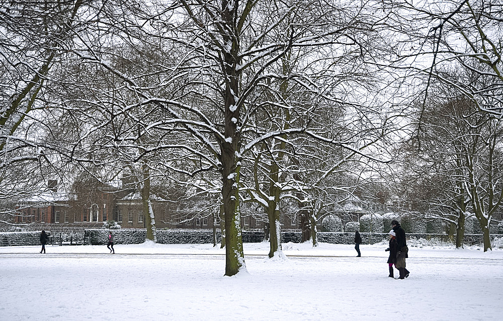 Snow covered trees next to Kensington Palace in Kensington Gardens, London, England, United Kingdom, Europe