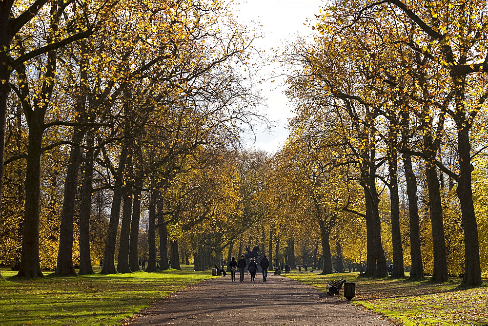 Colourful autumn foliage in Hyde Park, London, England, United Kingdom, Europe