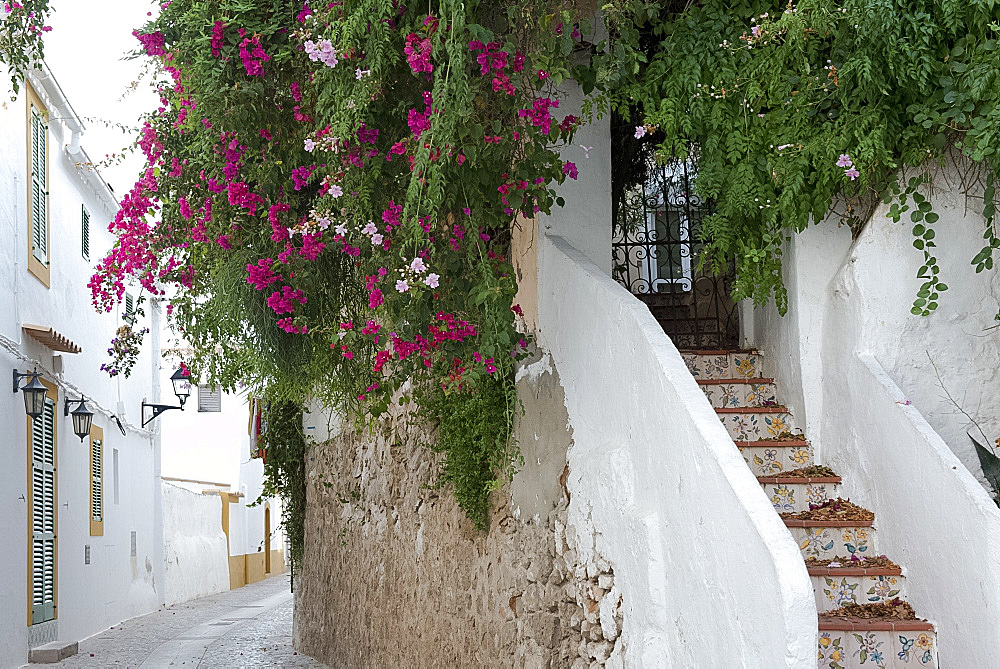 Bougainvillea growing around tiled steps in Ibiza Old Town, Ibiza, Balearic Islands, Spain, Europe