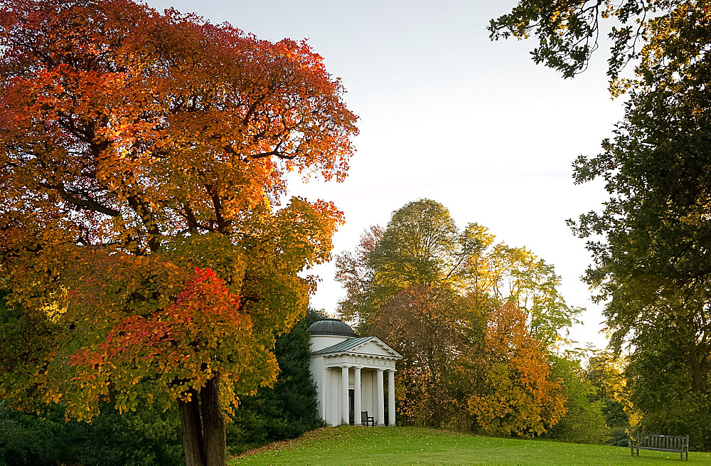 A cotinus tree with bright red foliage in autumn next to the temple in Kew Gardens, UNESCO World Heritage Site, Kew, London, England, United Kingdom, Europe