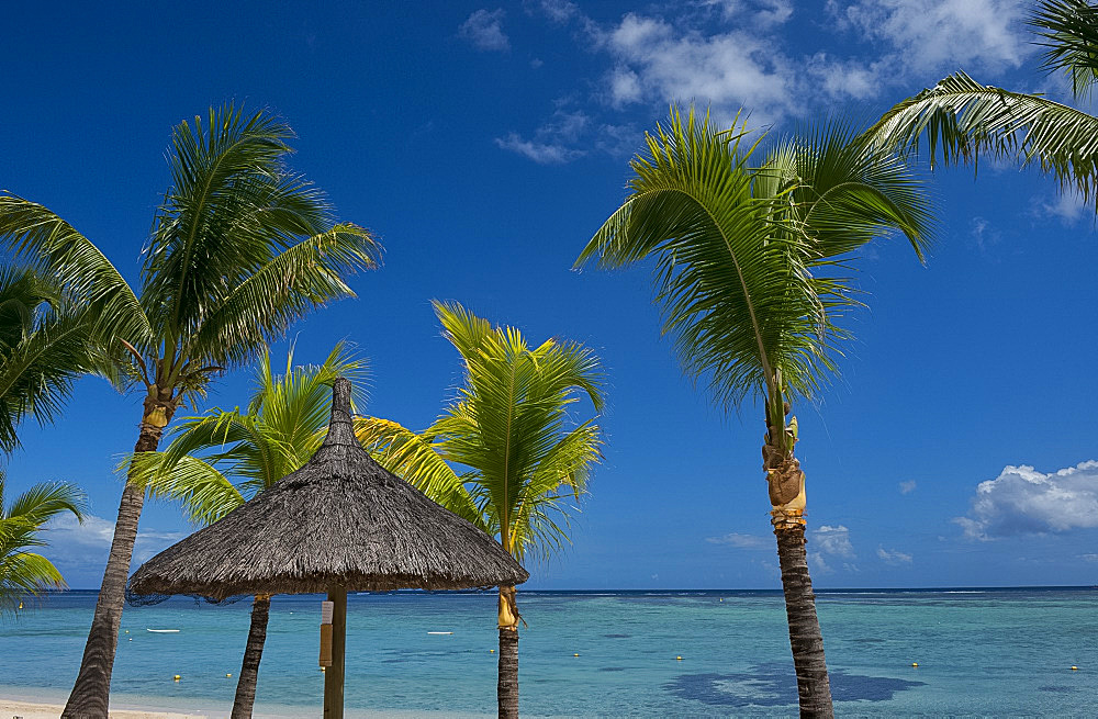 Palm trees near the sea on Le Morne Brabant Peninsula in south west Mauritius, Indian Ocean, Africa