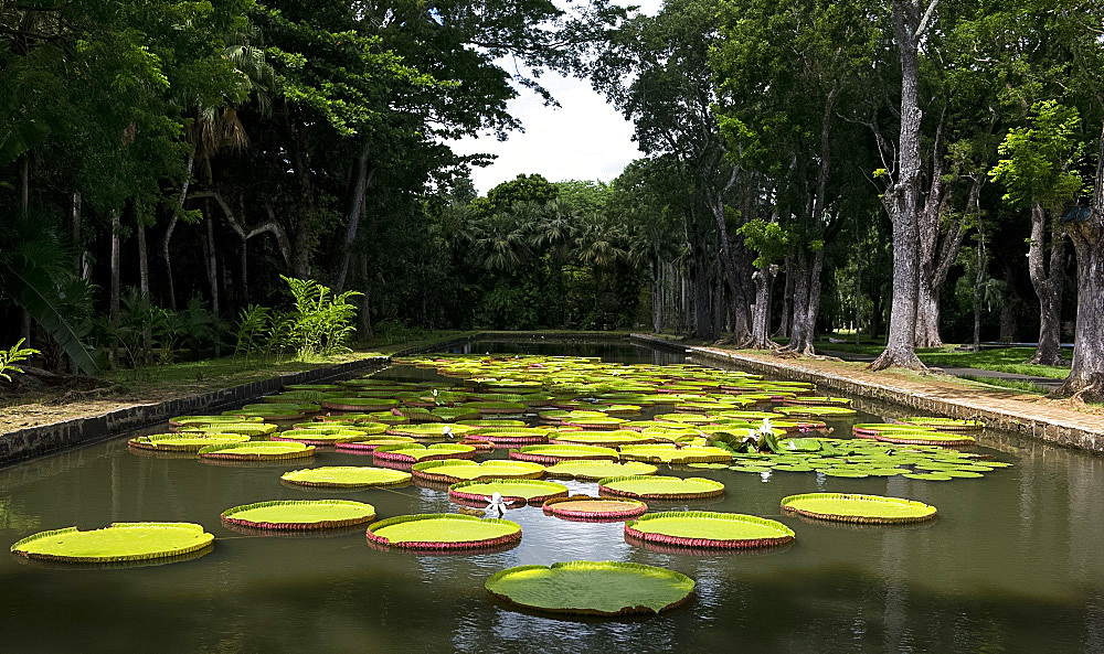 Victoria amazonica (giant water lily) at The Seewoosagur Ramgoolam Royal Botanical Garden, Pamplemousses, Mauritius, Indian Ocean, Africa