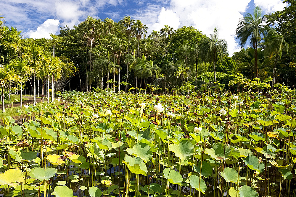 The lotus tank (Nelumbo nucifera) at The Seewoosagur Ramgoolam Royal Botanical Garden, Pamplemousses, Mauritius, Indian Ocean, Africa